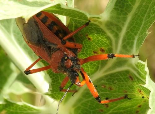 Rhynocoris iracundus